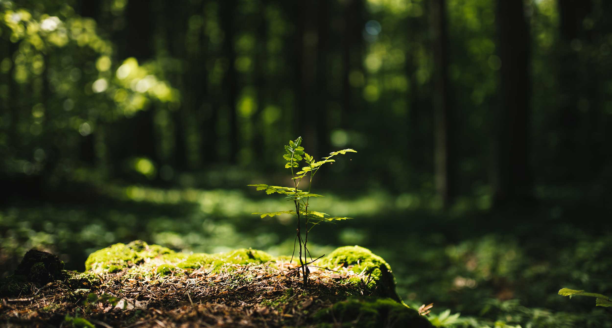 Sustainable Development